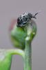Bruchus sp.